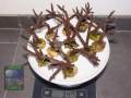 Acropora-sp.-marineblau´-M-L-DSC00934