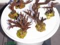 Acropora-sp.-marineblau´-M-L-DSC02224