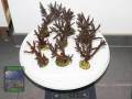 Acropora-sp.-marineblau´-M-L-DSC09609