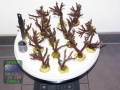 Acropora-sp.-marineblau´-M-L-DSC09683