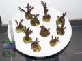 Acropora-sp.-marineblau´-S-M-DSC07364