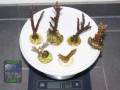 Acropora-spp.-M-DSC02928