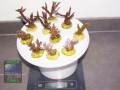 Acropora-spp.-M-DSC07547