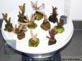Acropora-spp.-M-DSC07723