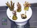 Acropora-spp.-M-L-DSC07649