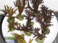 Acropora-spp.-M-L-DSC09814