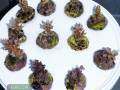 Acropora-spp.-S-M-DSC03014