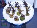 Acropora-spp.-S-M-DSC07876