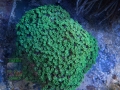 2_Alveopora cf. allingi_MOTHER_DSC06700