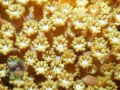 3_Alveopora cf. allingi_MAKRO_DSC06565