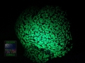 4_Alveopora cf. allingi_FLUO_DSC06231