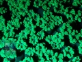 4_Alveopora cf. allingi_FLUO_DSC06232