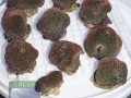 6_Haendler_10xAlveopora-DSC08911