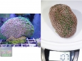5_Alveopora cf. allingi_M_DSC00503.jpg