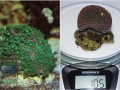 5_Alveopora cf. allingi_M_DSC05643.jpg