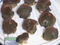 Alveopora-allingi-L-DSC08911