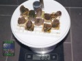 Alveopora-allingi-M-DSC00830