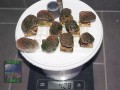 Alveopora-allingi-M-DSC00832