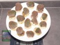 Alveopora-allingi-M-DSC00926