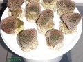 Alveopora-allingi-M-DSC02233