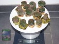 Alveopora-allingi-M-DSC02922