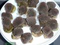 Alveopora-allingi-M-L-DSC03033