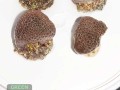 Alveopora-allingi-M-L-DSC03195