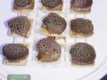Alveopora-allingi-S-M-DSC03653