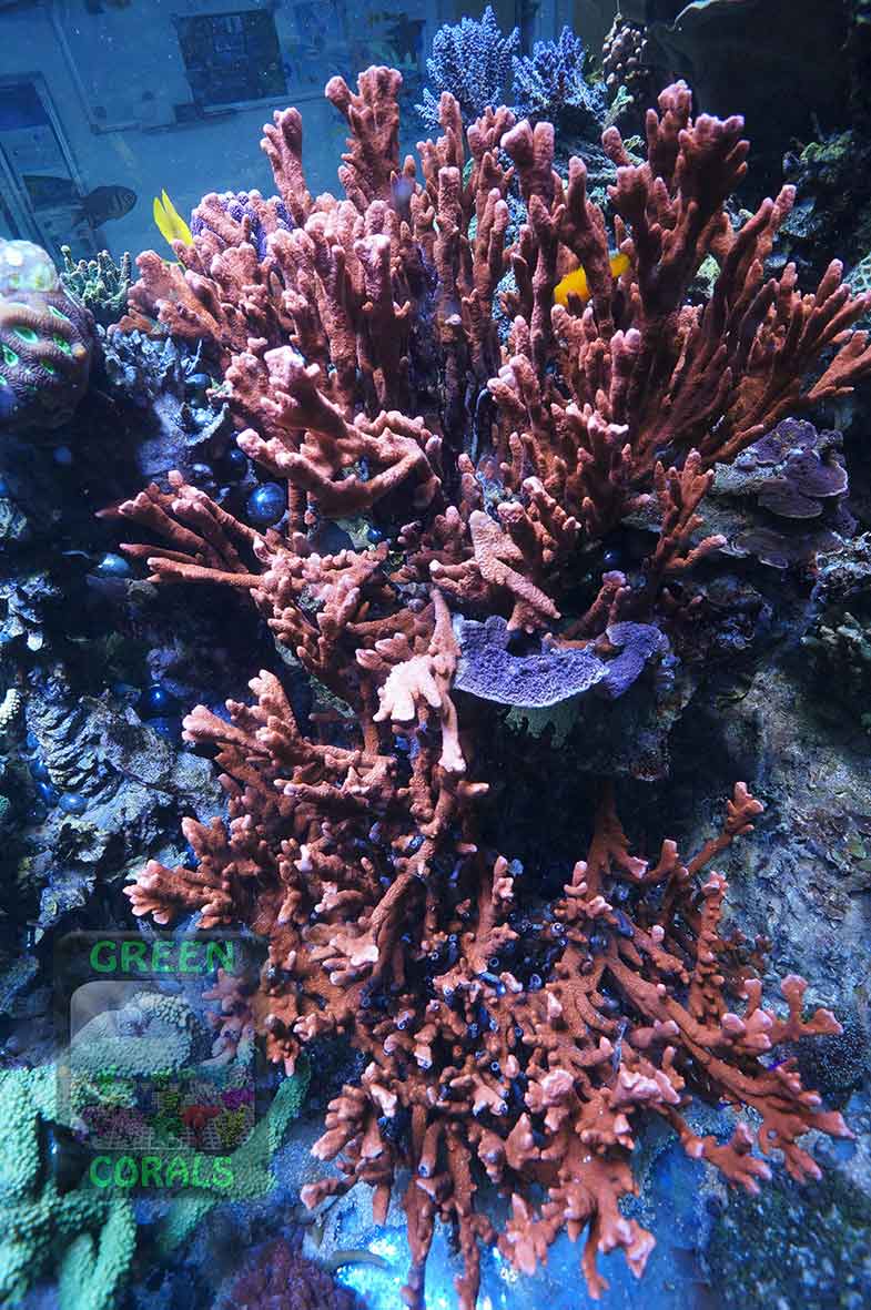 2_Montipora-sp.1-digitate-rot´_DSC05869