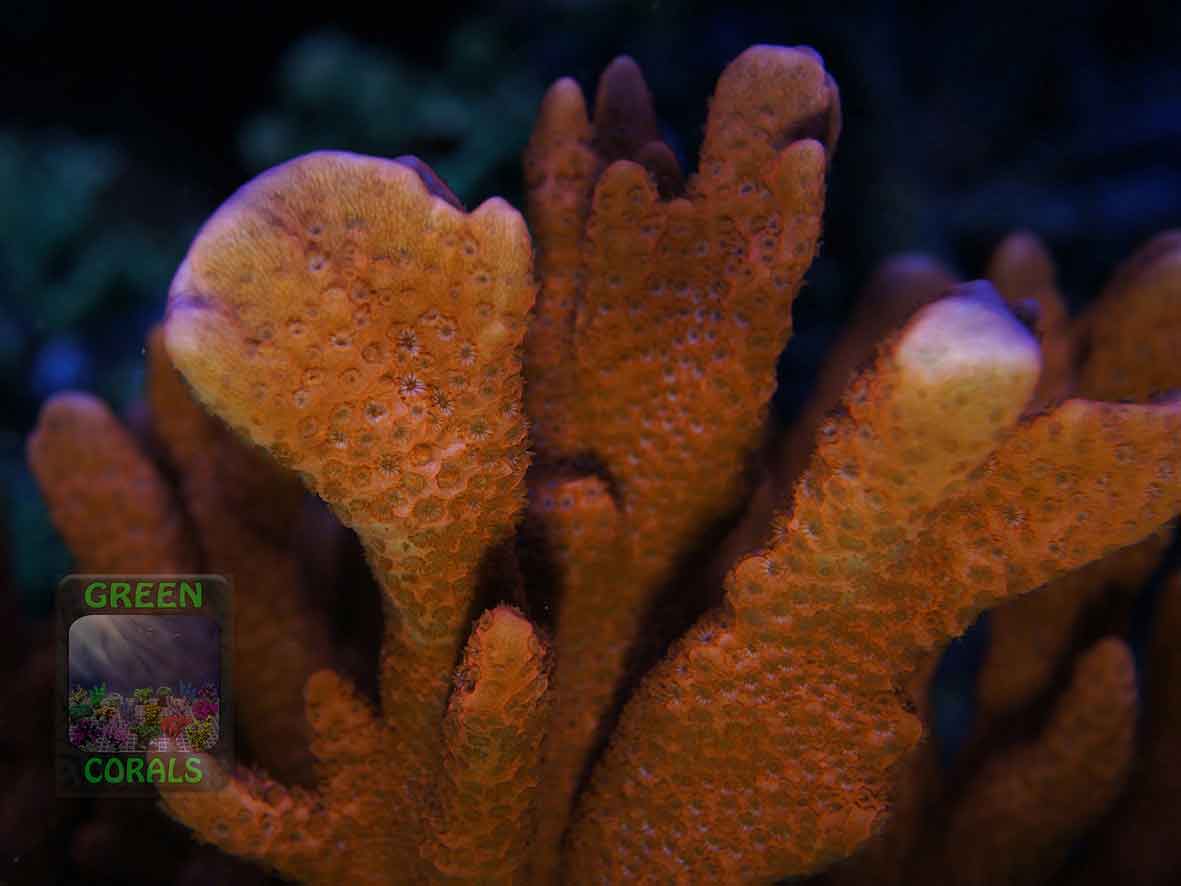 3_Montipora-sp.1-digitate-rot´_DSC06593