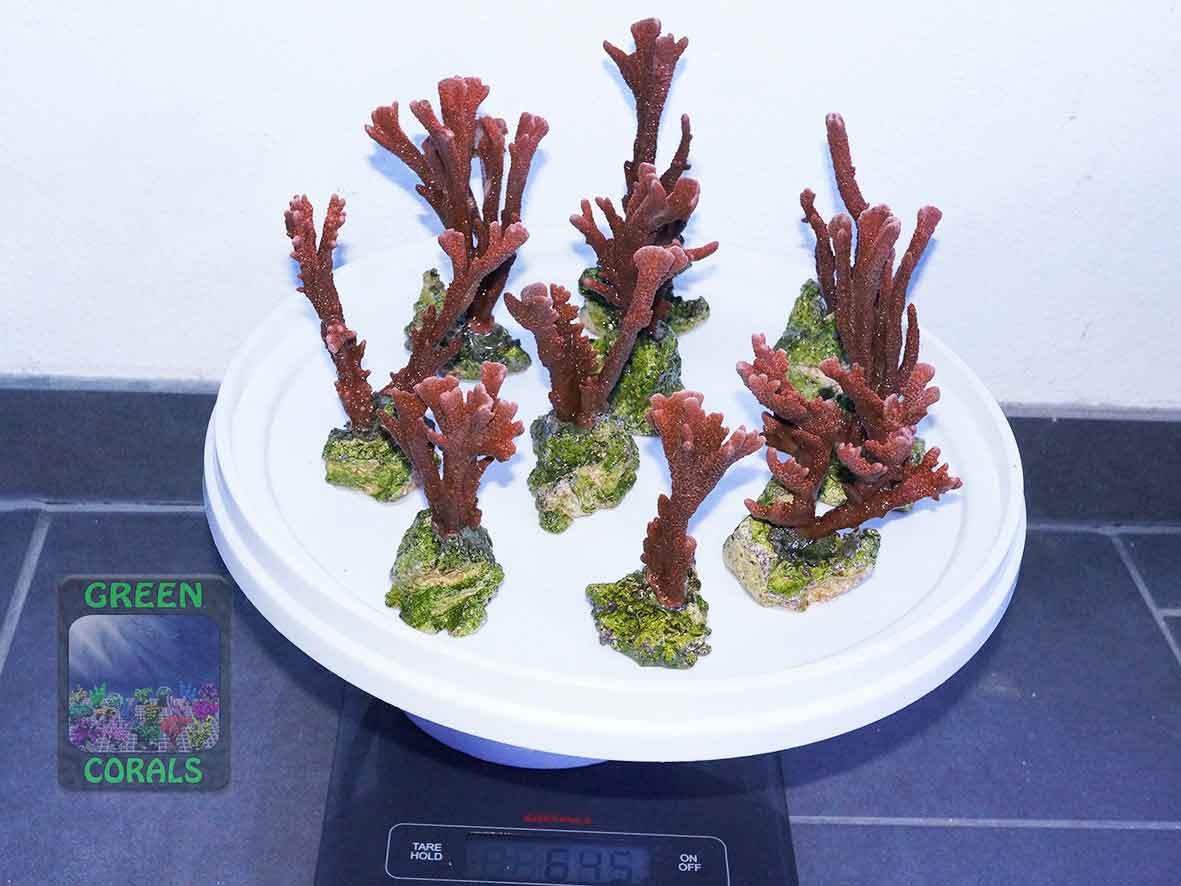 6_Haendler_10xMontipora-rot-645g-DSC08648