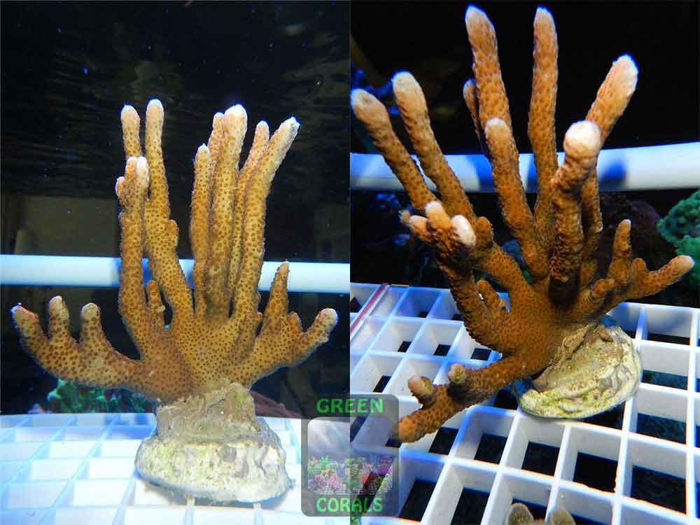 Montipora-sp.-‚digitat-rot‘-DSCN5260-2er