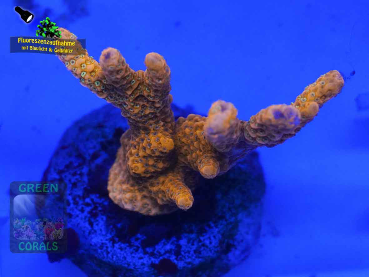 Montipora-sp.-digitate-rot´-DSC07292-b-k-WZ_yellow_badge