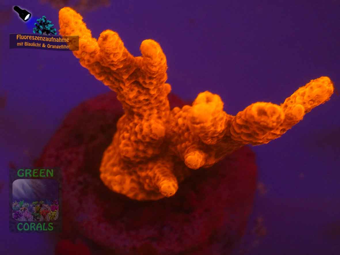Montipora-sp.-digitate-rot´-DSC07344-b-k-WZ_orange_badge