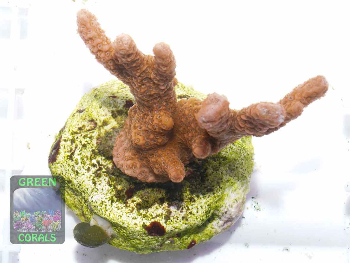 Montipora-sp.-digitate-rot´-DSC07407-b-k-WZ