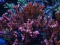 2_Montipora-sp.1-digitate-rot´_DSC06679