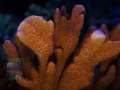 3_Montipora-sp.1-digitate-rot´_DSC06593