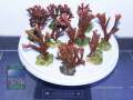 6_Haendler_10xMontipora-rot-737g-DSC08652
