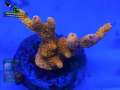 Montipora-sp.-digitate-rot´-DSC07292-b-k-WZ_yellow_badge
