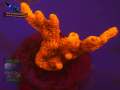 Montipora-sp.-digitate-rot´-DSC07344-b-k-WZ_orange_badge