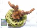 Montipora-sp.-digitate-rot´-DSC07407-b-k-WZ