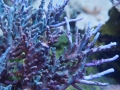 2_Acropora echinata `blau´_Mutterkolonie