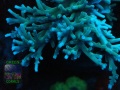 3_Acropora echinata ‚tuerkis‘_makro