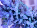3_Acropora echinata `blau´_makro