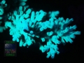 4_Acropora echinata `blau´_Fluoreszenz