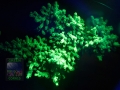 4_Acropora echinata `türkis´_Fluoreszenz