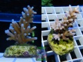 Acropora echinata tuerkis_S