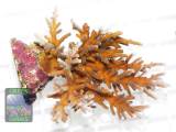 Acropora echinata türkis, Größe L