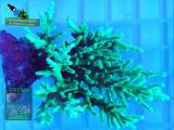Acropora echinata türkis, Fluoreszenzaufnahme