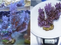 Acropora echinata `blau´_XL